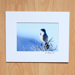 California Scrub Jay, Blue Jay, Perched, Wild Life Photography, Fine Art Professional Print with Mat - 4x6, 5x7