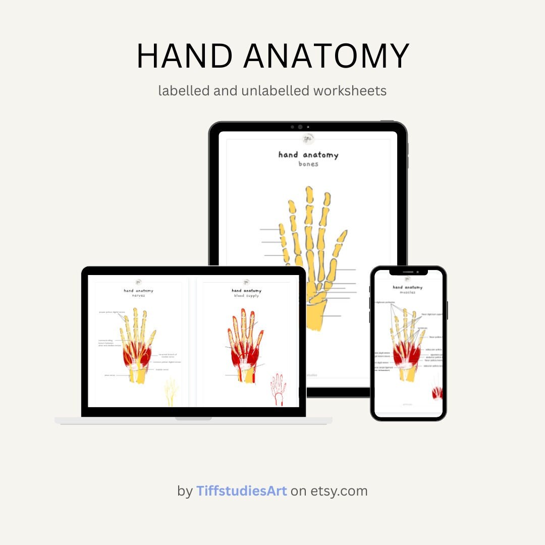 Hand Anatomy Worksheets Labelled and Blank Bones Muscles Etsy