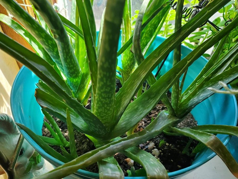 Baby Aloe plant pup Etsy