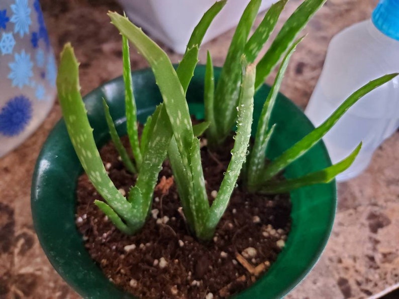 Baby Aloe plant pup Etsy