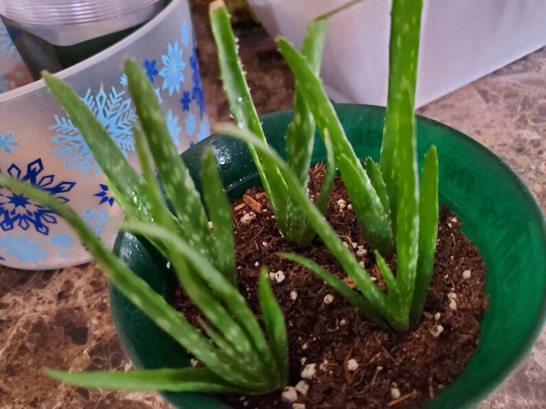 Baby Aloe plant pup Etsy