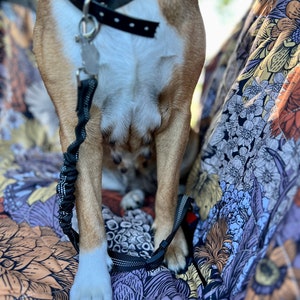 May include: A brown and white dog with a black collar and leash sits on a floral patterned fabric. The dog's paws are visible and the leash is attached to a metal clip.