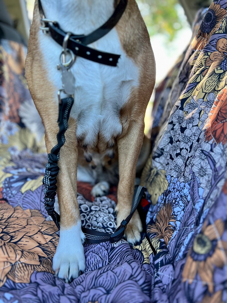 May include: A brown and white dog with a black collar and leash sits on a floral patterned fabric. The dog's paws are visible and the leash is attached to a metal clip.