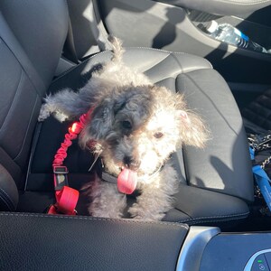 May include: A small, gray and white dog with a pink leash is sitting in the front seat of a car. The dog is looking at the camera and has its tongue sticking out.