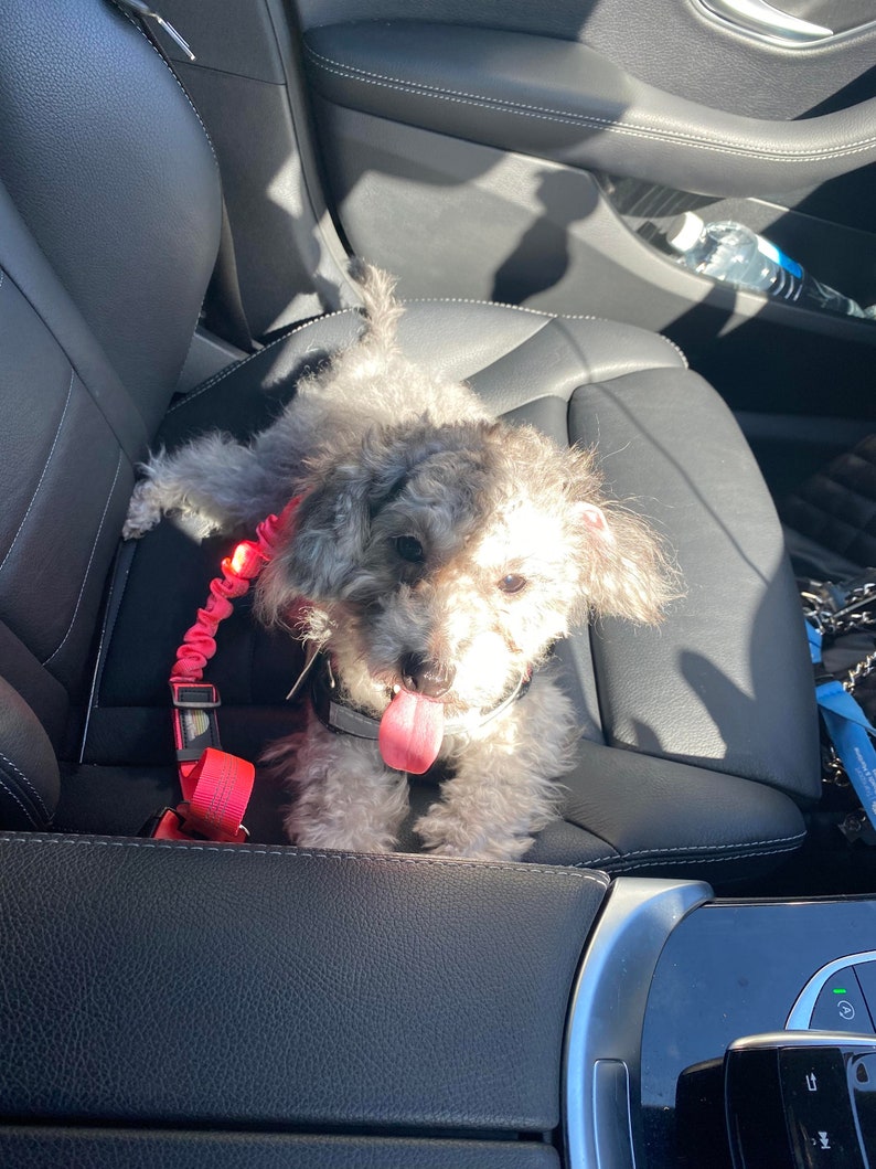 May include: A small, gray and white dog with a pink leash is sitting in the front seat of a car. The dog is looking at the camera and has its tongue sticking out.