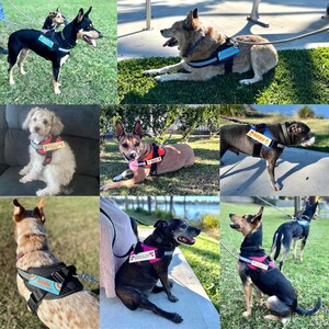 May include: A collage of nine images featuring dogs wearing different colorful harnesses with personalized name tags. The harnesses are adjustable and feature a variety of designs.