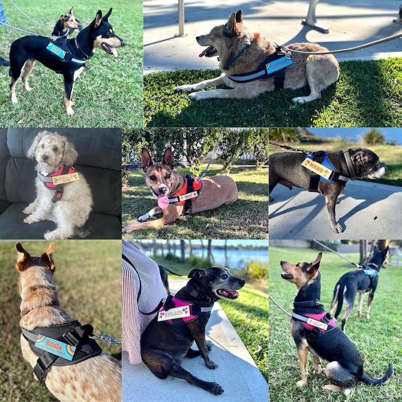 May include: A collage of nine images featuring dogs wearing different colorful harnesses with personalized name tags. The harnesses are adjustable and feature a variety of designs.