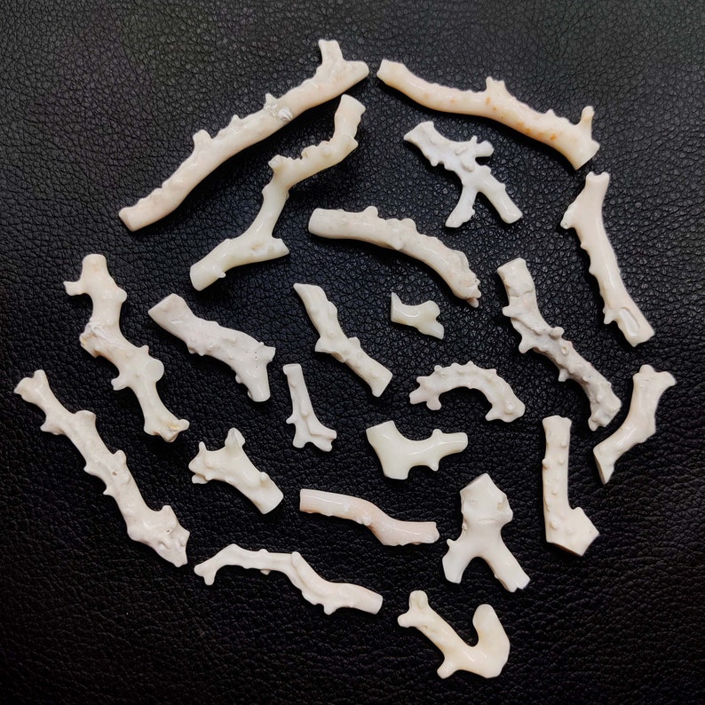 May include: A collection of white coral branches, arranged in a circular pattern on a black background. The coral branches are various sizes and shapes, with some having a slightly pink hue.