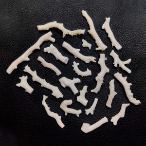 May include: A collection of white coral branches on a black background. The coral is smooth and has a natural, organic shape.