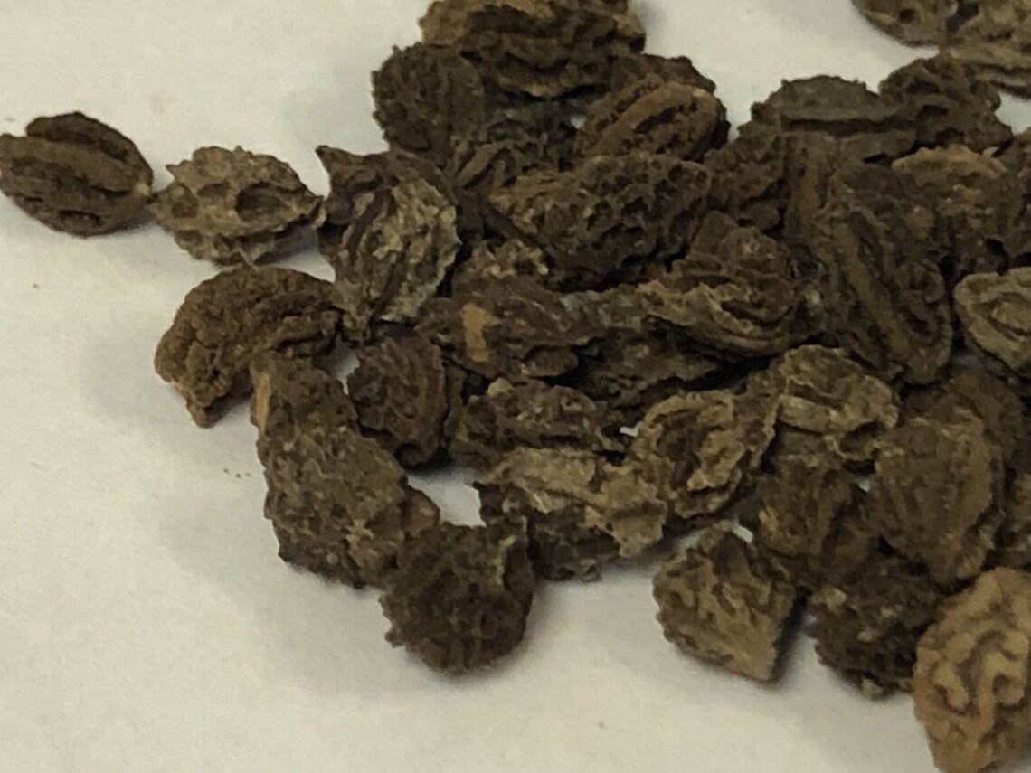 Dried Papaya Seeds Dried Papaya Seeds Powder 100 ORGANIC Etsy