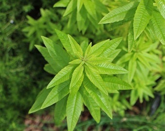 Plants de Verveine citronnelle en pot production artisanale qualité EXTRA, plante rare, plante aromatique, plante médicinale