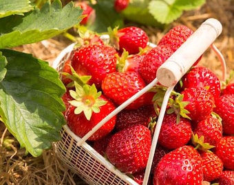 Plants de Fraisiers en godets nombreuses variétés production artisanale qualité extra