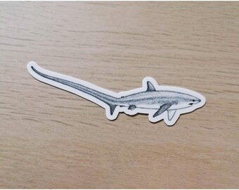 THRESHER SHARK STICKER - Sharks Biodiversity Sticker - water  and Uv resistant - Marine biology illustration - for ocean lovers and divers