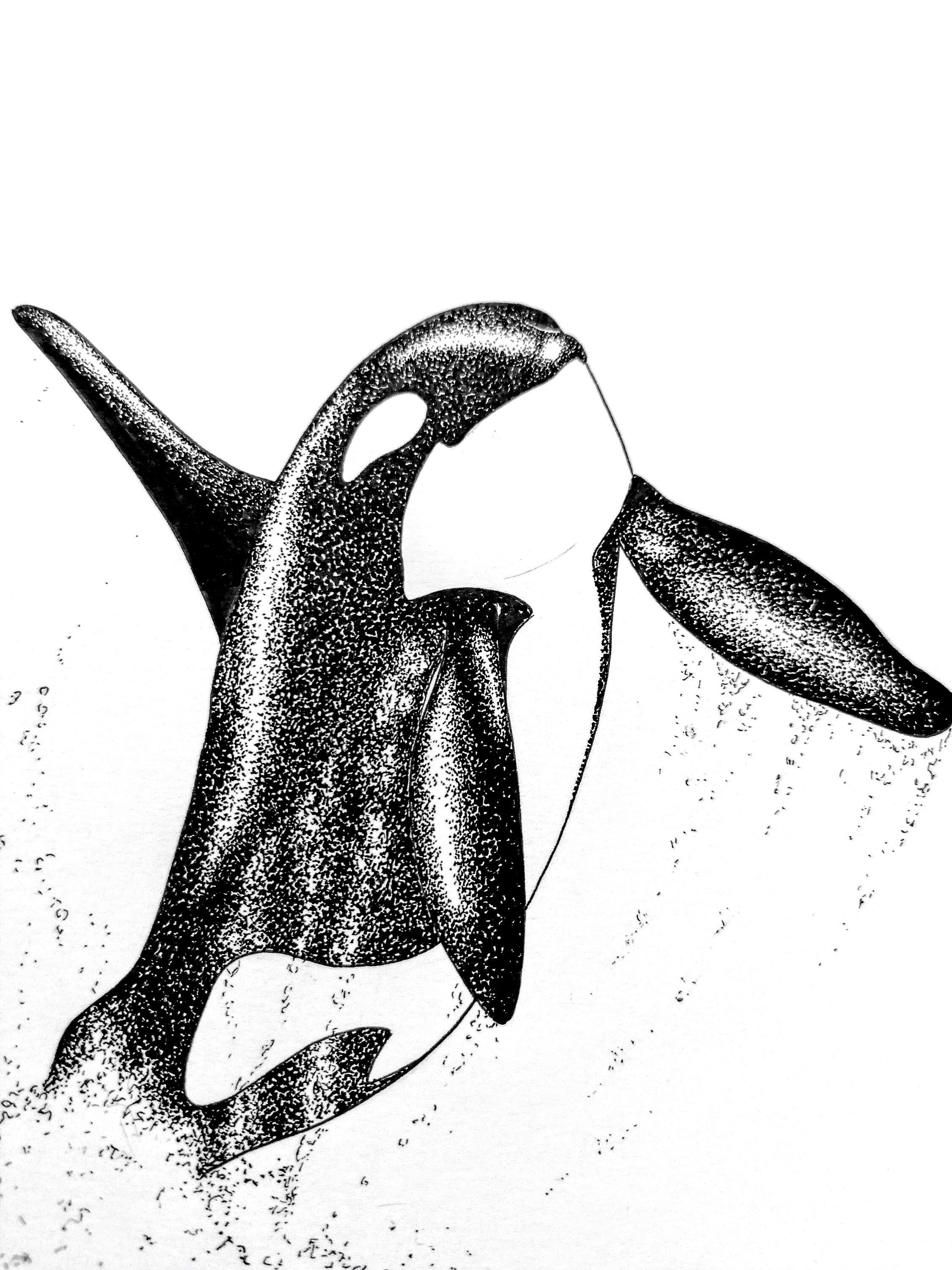 Orca Art Print - Jumping Killer Whale Illustration, Limited