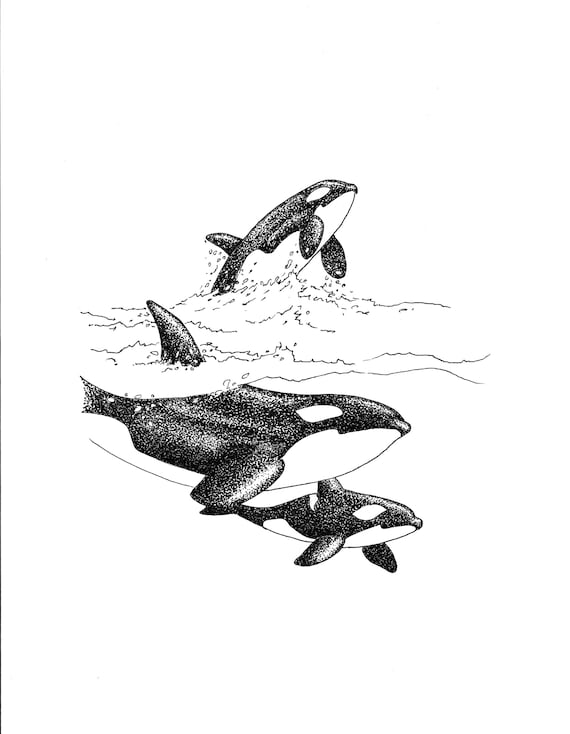 シャチ アートプリント - 3 匹のシャチのイラスト - 海洋生物の