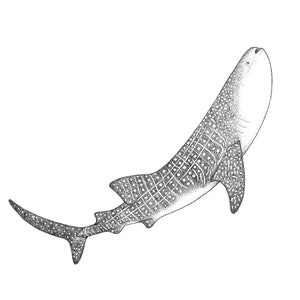 WHALE SHARK Art print - Swimming Shark - Ocean Illustration - LIMITED Edition - Also available as Sticker - gift for ocean lovers