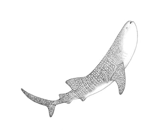 Whale Shark Art Print - Limited Edition Ocean Illustration