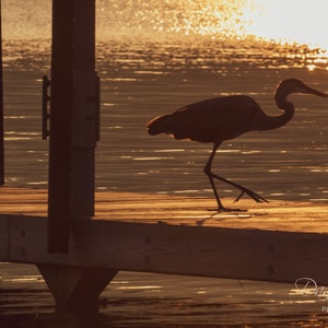 Herron Stalking seine Beute