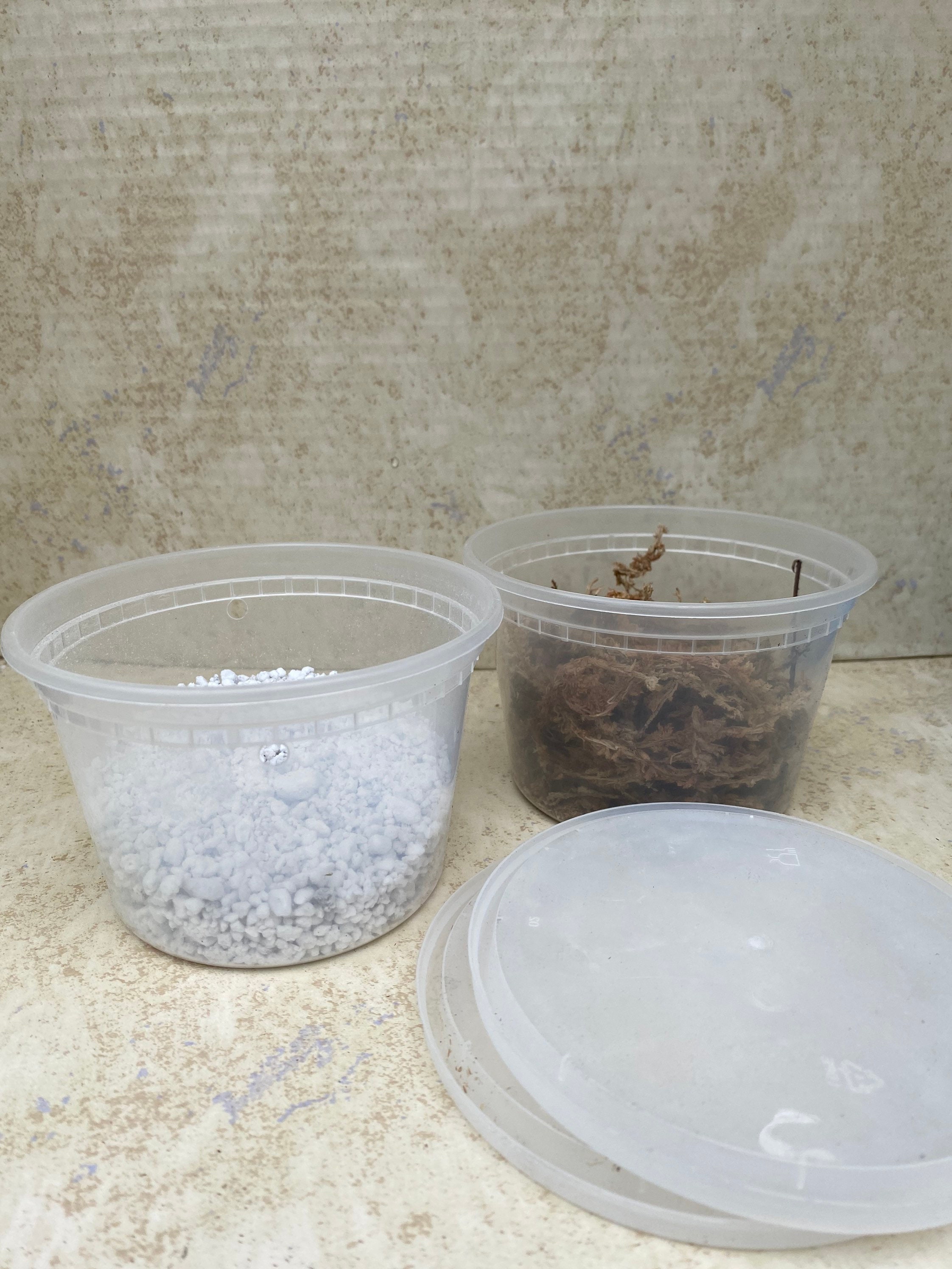 Propagation containers Plastic propagation containers Etsy