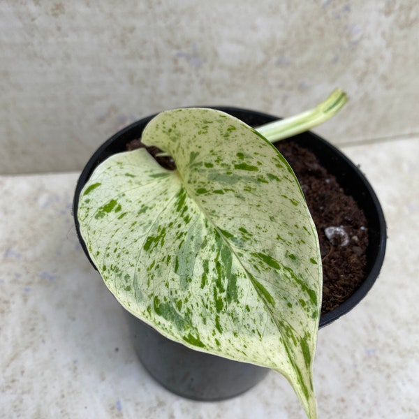 Pothos ‘Snow Queen’ cuttings || Houseplant || Propagation || Cuttings || Pothos || Live plant || Please read item description