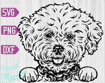 Download Bichon Frise Svg Etsy