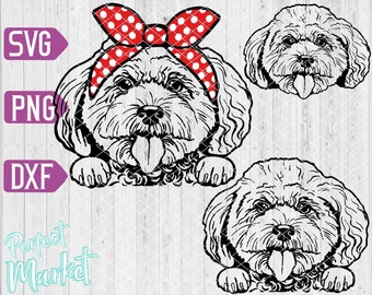 Download Bichon Frise Svg Etsy