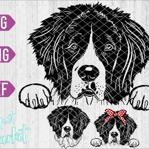 May include: Black and white digital illustration of a Bernese Mountain Dog with its paws raised. The dog is looking at the viewer. There are two smaller illustrations of the same dog, one with a red bow.