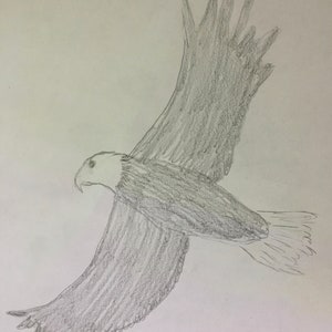 May include: A pencil drawing of a bald eagle in flight with its wings spread wide. The eagle is facing to the right of the image.