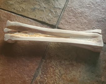 Horse Cannon Bone Incense Holder