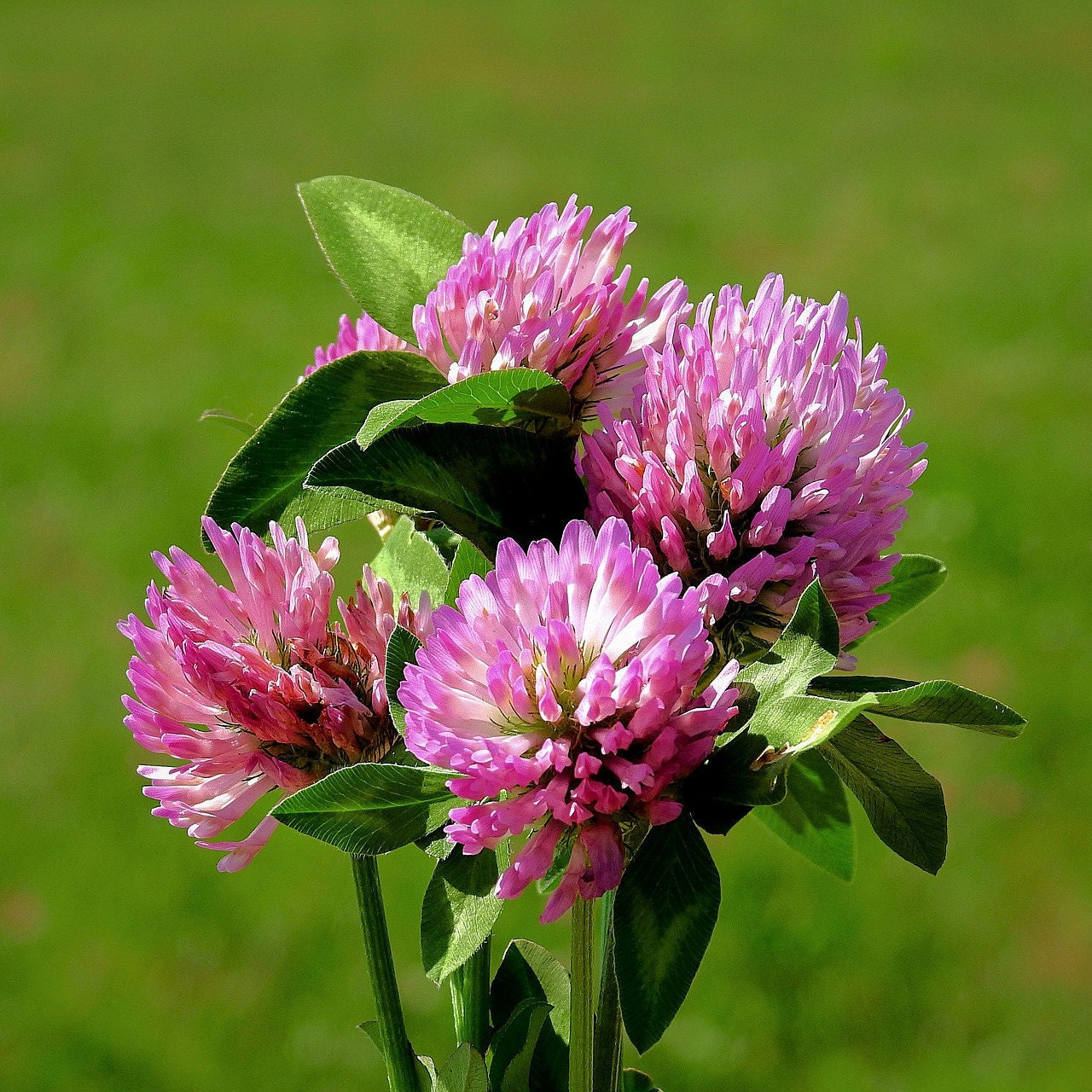 About Four Leaf Clovers - Reasons For Finding A Clover With Four Leaves