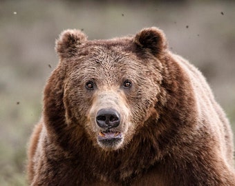Grizzly Bear Runs Towards You * Fine Art Print * Animal Photography * Nature Photography Print *  Wall Art Print * Grand Teton * Yellowstone