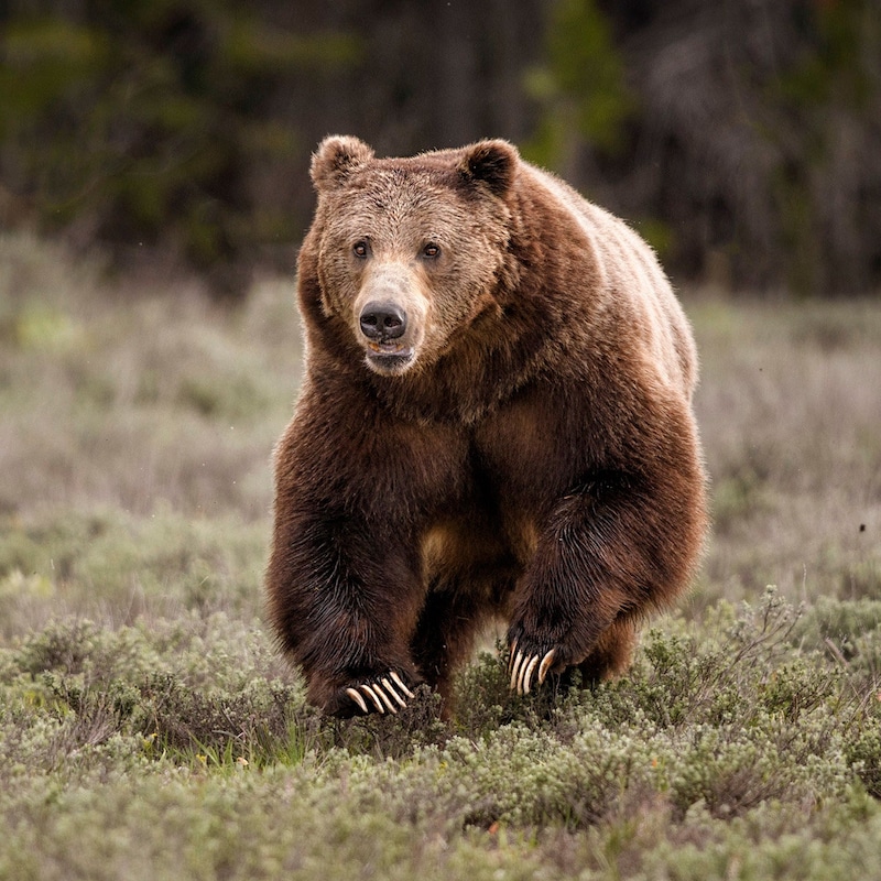 Grizzly Bear Print - Etsy