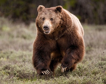 Grizzly Bear Runs Towards You * Fine Art Print * Animal Photography * Nature Photography Print *  Wall Art Print * Grand Teton * Yellowstone