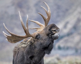 Bull Moose "Hear Ye, Hear Ye" * Fine Art Print * Animal Photography * Nature Photography Print * Wall Art Print * Grand Teton * Jackson Hole