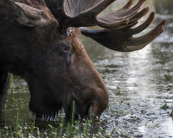 Velvet Bull Moose Drinks * Fine Art Print * Animal Photography * Nature Photography Print * Wall Art Print * Rustic * Grand Tetons * Wyoming