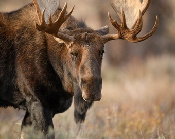 Bull Moose at Sunset * Fine Art Print * Animal Photography * Nature Photography Print * Wall Art Print * Rustic * Grand Teton * Jackson Hole