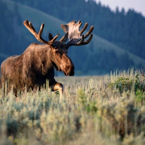 Elchbulle bei Sonnenaufgang * Fine Art Druck * Tier Fotografie * Natur Fotografie Druck * Wand Kunst Druck * Rustikal * Grand Teton Nationalpark