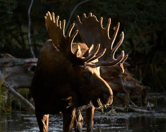 Bull Moose in Velvet at Sunset * Fine Art Print * Animal Photography * Nature Photography Print * Wall Art Print * Rustic * Grand Teton