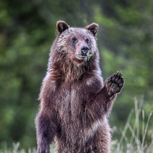 Spirit: Promi Grizzly Bär 399's Cub * Tier Fotografie * Natur Fotografie Druck * Wandkunst * #399 * Grand Teton * Nationalpark