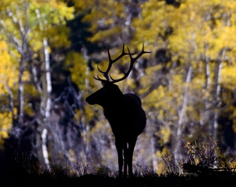 Bull Elk Silhouette * Fine Art Print * Animal Photography * Nature Photography Print * Wall Art Print * Rustic * Rocky Mountains * Colorado