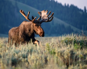 Bull Moose at Sunrise * Fine Art Print * Animal Photography * Nature Photography Print * Wall Art Print * Rustic * Grand Teton National Park