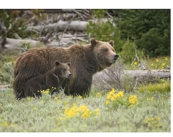 Set of 12 Greeting Cards of Celebrity Grizzly Bear 399 and her Record-Setting Cub Spirit * Inc Envelopes * Note Cards * Stationery * Blank