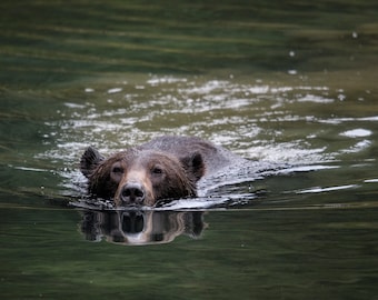 Grizzly Bear Swimming * Fine Art Print * Animal Photography * Nature Photography Print * Wall Art Print * Rustic * Alaska * Boys Room