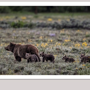Juego de 12 tarjetas de felicitación de la famosa osa Grizzly 399 y sus cuatro cachorros * Incluye sobres * Tarjetas de notas * Papelería * Dobladas * Interior en blanco