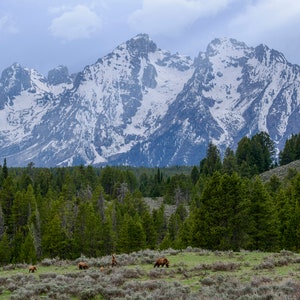 Celebrity Grizzly Bear 399 and Cubs in the Tetons * Fine Art Print * Animal Photography * Nature Photography Print *  Wall Art Print *