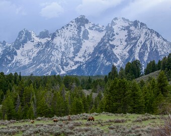 Stampa artistica di un orso grizzly 399 e cuccioli, Tetons Photography