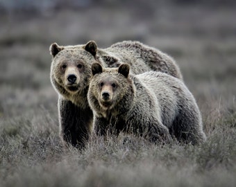 Grizzly Bear Duo * Fine Art Print * Animal Photography * Nature Photography Print * Wall Art Print * Grand Teton * Blondie * Grizzly 793