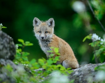 Fox Kit in Wild Flowers * Fine Art Print * Animal * Nature Photography Print * Baby Animal * Wall Art * Grand Teton * Children Room