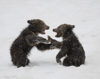 Two Grizzly Bear Cubs Play-Fight in the Snow * Fine Art Print * Animal Photography * Nature Photography Print *  Wall Art Print *