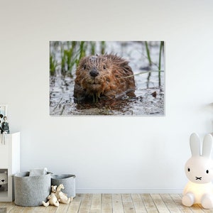 Adorable Baby Beaver Award Winning Fine Art Print Animal Photography Nature Photography Print Wall Art Print Rustic Grand Teton image 2